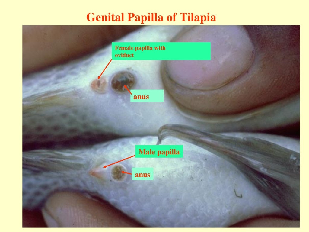tilapia