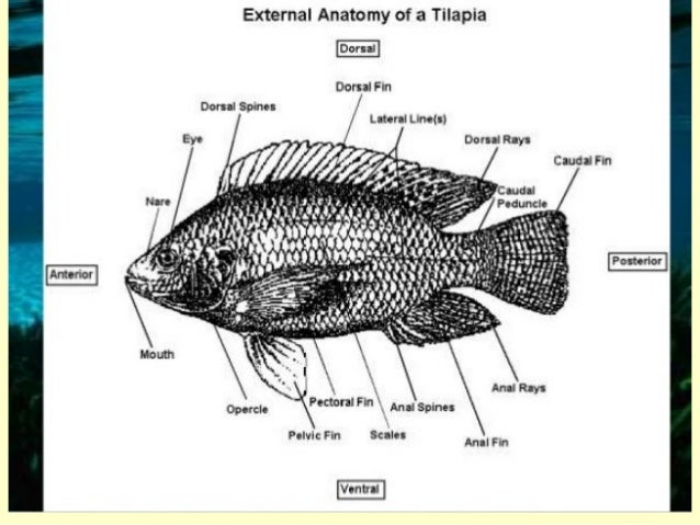 tilapia tilapia fish label diagram 