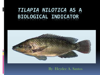 TILAPIA NILOTICA AS A
BIOLOGICAL INDICATOR

By Heydee A. Santos

 