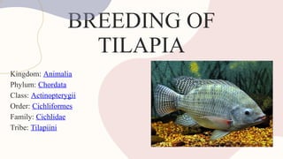 Tilapia ppt-1.pptx......................... | PPTX