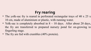 Fry rearing
• The yolk-sac fry is reared in perforated rectangular trays of 40 x 25 x
10 cm, made of aluminium or plastic, with running water.
• Yolk-sac is completely absorbed in 8 – 10 days. After about 20 days,
the fry are transferred to prepared nursery pond for on-growing to
fingerling stage.
• The fry are fed with crumbles (40% protein).
 