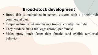 Brood-stock development
• Brood fish is maintained in cement cisterns with a protein-rich
commercial diet.
• Tilapia mature in 3-4 months in a tropical country like India.
• They produce 500-1,000 eggs (brood) per female.
• Males grow much faster than female sand exhibit territorial
behavior.
 