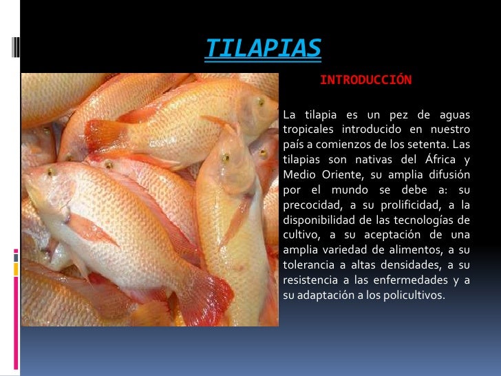 PRESENTACION DE TILAPIAS
