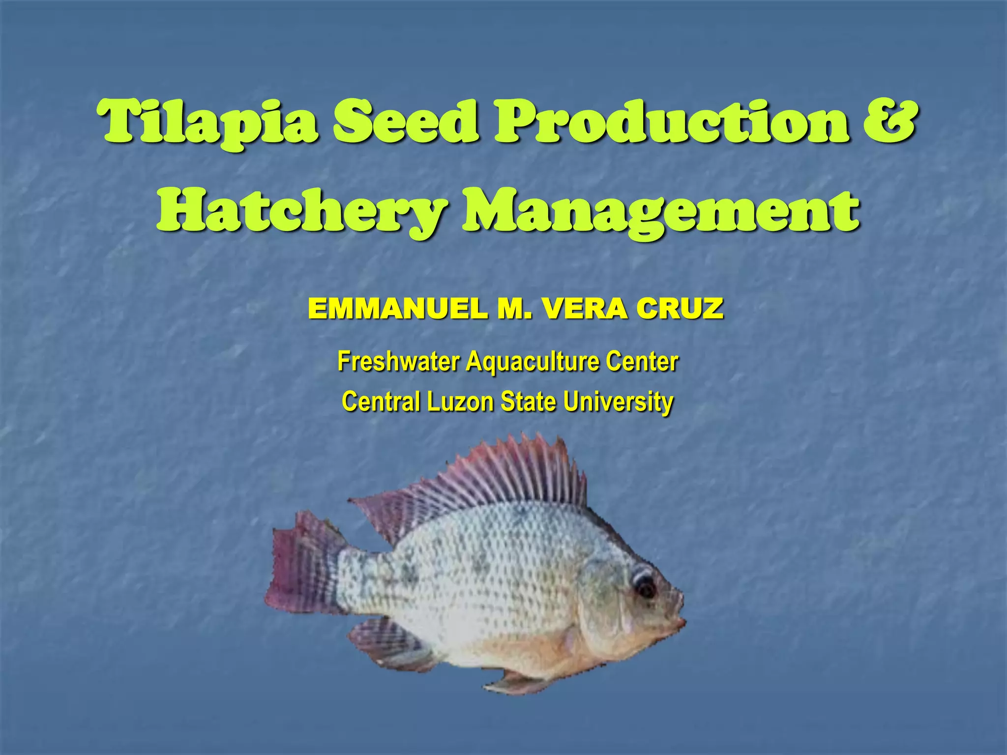 Tilapia seed prodn & hatchery mgt PPT