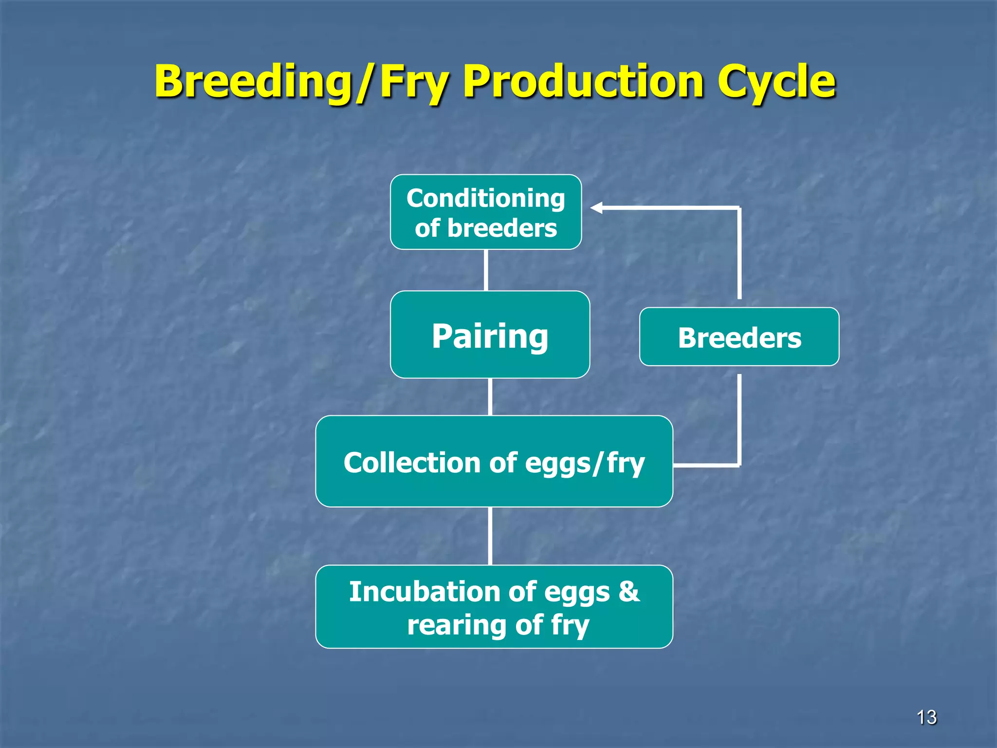 Tilapia seed prodn & hatchery mgt | PDF