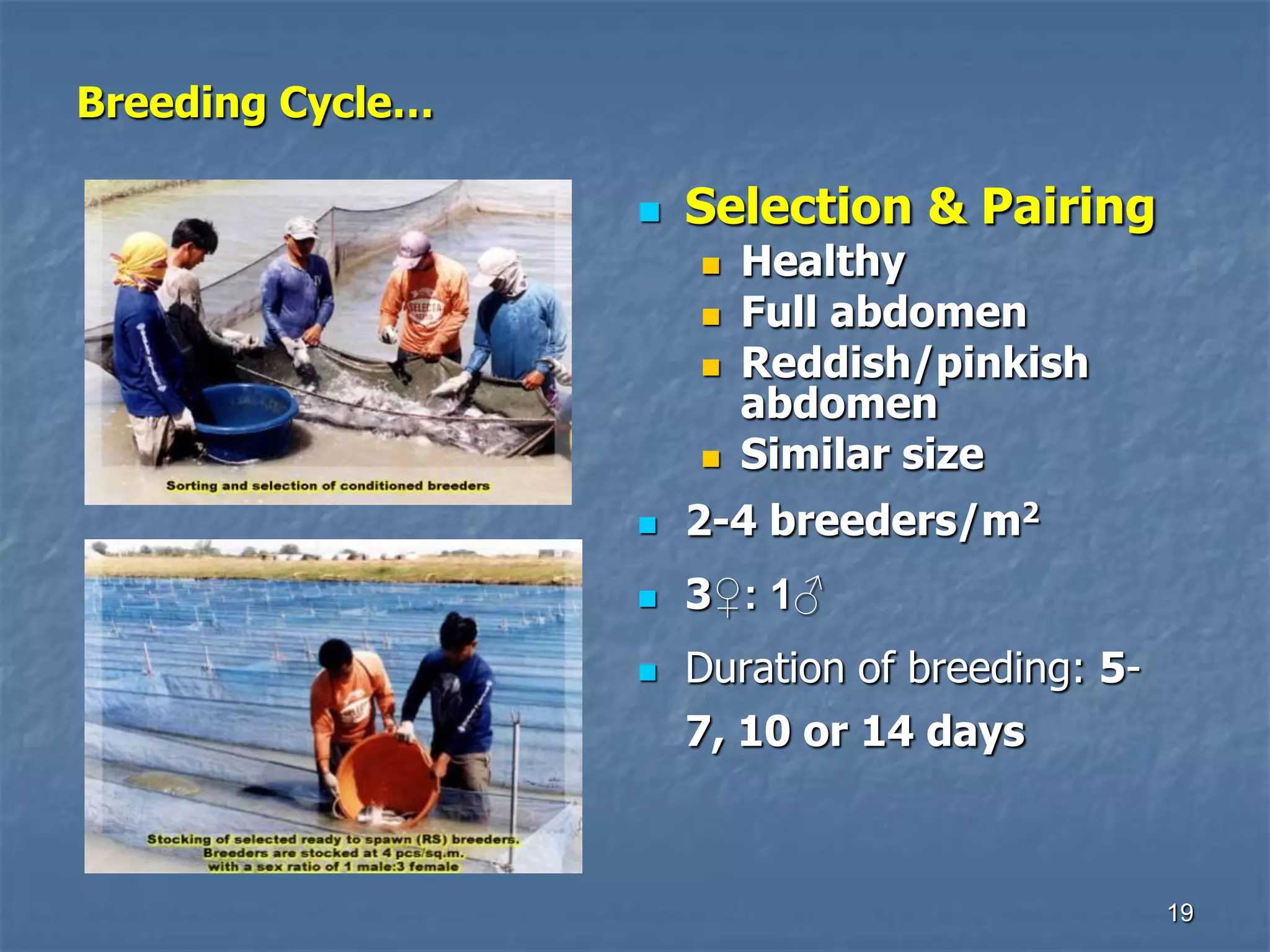 Tilapia seed prodn & hatchery mgt | PDF