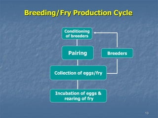 13
Breeding/Fry Production Cycle
Conditioning
of breeders
Pairing
Collection of eggs/fry
Incubation of eggs &
rearing of fry
Breeders
 