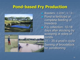 15
Pond-based Fry Production
 Breeders: 1-2/m2; 1♂:3♀
 Pond is fertilized or
complete feeding of
breeders
 Fry collection: 10-18
days after stocking by
scooping at sides of
ponds
 21 – 35 d prod’n cycle
 Seining of broodstock
for conditioning
 