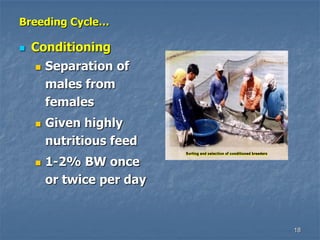 18
Breeding Cycle…
 Conditioning
 Separation of
males from
females
 Given highly
nutritious feed
 1-2% BW once
or twice per day
 