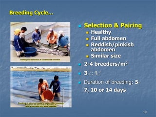 19
Breeding Cycle…
 Selection & Pairing
 Healthy
 Full abdomen
 Reddish/pinkish
abdomen
 Similar size
 2-4 breeders/m2
 3♀: 1♂
 Duration of breeding: 5-
7, 10 or 14 days
 