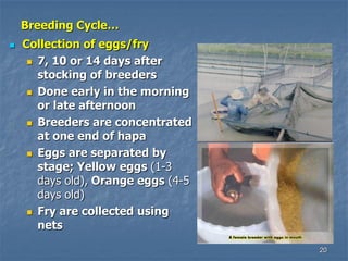 20
Breeding Cycle…
 Collection of eggs/fry
 7, 10 or 14 days after
stocking of breeders
 Done early in the morning
or late afternoon
 Breeders are concentrated
at one end of hapa
 Eggs are separated by
stage; Yellow eggs (1-3
days old), Orange eggs (4-5
days old)
 Fry are collected using
nets
 