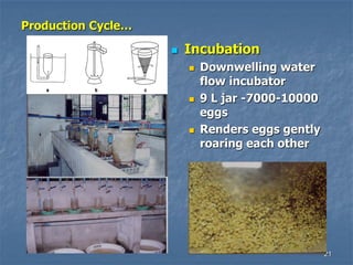 21
Production Cycle…
 Incubation
 Downwelling water
flow incubator
 9 L jar -7000-10000
eggs
 Renders eggs gently
roaring each other
 