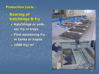 23
Production Cycle…
 Rearing of
hatchlings & fry
 Hatchlings or yolk-
sac fry in trays
 First swimming fry
in tanks or hapas
 1000 fry/m2
 
