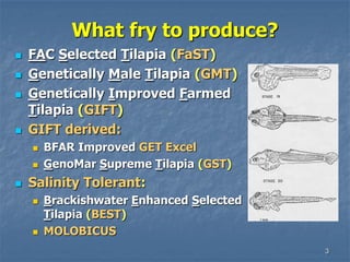 3
What fry to produce?
 FAC Selected Tilapia (FaST)
 Genetically Male Tilapia (GMT)
 Genetically Improved Farmed
Tilapia (GIFT)
 GIFT derived:
 BFAR Improved GET Excel
 GenoMar Supreme Tilapia (GST)
 Salinity Tolerant:
 Brackishwater Enhanced Selected
Tilapia (BEST)
 MOLOBICUS
 