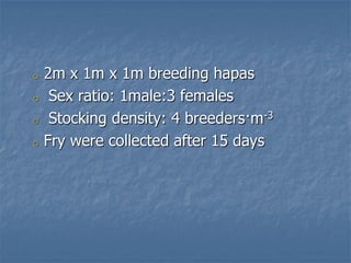 o 2m x 1m x 1m breeding hapas
o Sex ratio: 1male:3 females
o Stocking density: 4 breeders·m-3
o Fry were collected after 15 days
 