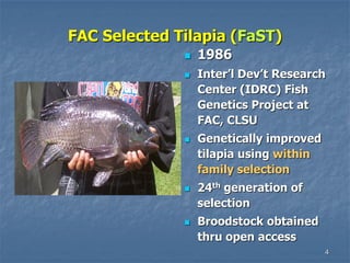 4
FAC Selected Tilapia (FaST)
 1986
 Inter’l Dev’t Research
Center (IDRC) Fish
Genetics Project at
FAC, CLSU
 Genetically improved
tilapia using within
family selection
 24th generation of
selection
 Broodstock obtained
thru open access
 