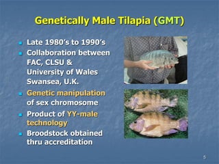 5
Genetically Male Tilapia (GMT)
 Late 1980’s to 1990’s
 Collaboration between
FAC, CLSU &
University of Wales
Swansea, U.K.
 Genetic manipulation
of sex chromosome
 Product of YY-male
technology
 Broodstock obtained
thru accreditation
 