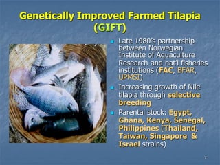 7
Genetically Improved Farmed Tilapia
(GIFT)
 Late 1980’s partnership
between Norwegian
Institute of Aquaculture
Research and nat’l fisheries
institutions (FAC, BFAR,
UPMSI)
 Increasing growth of Nile
tilapia through selective
breeding
 Parental stock: Egypt,
Ghana, Kenya, Senegal,
Philippines (Thailand,
Taiwan, Singapore &
Israel strains)
 