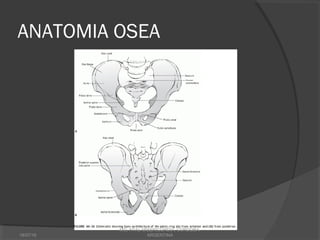 ANATOMIA OSEA
18/07/16
MG, HTAL MISERICORDIA, CORDOBA,
ARGENTINA
 