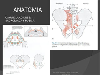 ANATOMIA
•2 ARTICULACIONES:
SACROILIACA Y PUBICA
18/07/16
MG, HTAL MISERICORDIA, CORDOBA,
ARGENTINA
 