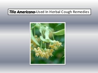 Used In Herbal Cough Remedies
 