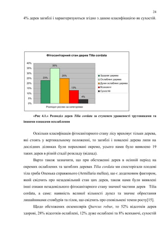 4% дерев загиблі і характеризуються згідно з даною класифікацією як сухостій.
Фітосанітарний стан дерев Tilia cordata
23%
35%
25%
13%
4%
0%
5%
10%
15%
20%
25%
30%
35%
40%
Розподіл рослин за категоріями
Здорові дерева
Ослаблені дерева
Дуже ослаблені дерева
Всихаючі
Сухостій
«Рис 4.1.» Розподіл дерев Tilia cordata за ступенем ураженості трутовиками та
іншими ознаками осолаблення
Оскільки класифікація фітосанітарного стану лісу враховує тільки дерева,
які стоять у вертикальному положенні, то загиблі і повалені дерева липи на
дослідних ділянках були пораховані окремо, усього нами було виявлено 19
таких дерев в різній стадії розкладу (відпад).
Варто також зазначити, що при обстеженні дерев в осінній період на
окремих ослаблених та загиблих деревах Tilia cordata ми спостерігали плодові
тіла гриба Опенька справжнього (Armillaria mellea), що є додатковим фактором,
який свідчить про незадовільний стан цих дерев, також нами були виявлені
інші ознаки незадовільного фітосанітарного стану значної частини дерев Tilia
cordata, а саме: наявність великої кількості дупел та значне обростання
лишайниками стовбурів та гілок, що свідчить про сповільнені темпи росту[15].
Щодо обстежених екземплярів Quercus robur, то 52% відсотків дерев
здорові, 28% відсотків ослаблені, 12% дуже ослаблені та 8% всихаючі, сухостій
24
 
