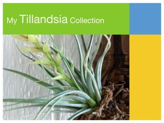 My   Tillandsia Collection
 