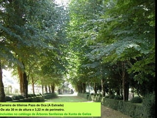 Carreira de tilleiras Pazo de Oca (A Estrada)
-De ata 30 m de altura e 3,22 m de perímetro.
Incluídas no catálogo de Árbores Senlleiras da Xunta de Galiza
 