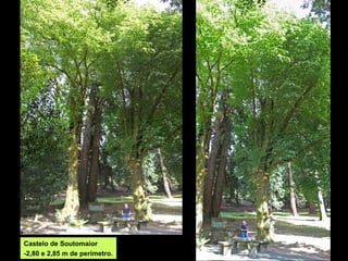 Castelo de Soutomaior
-2,80 e 2,85 m de perímetro.
 