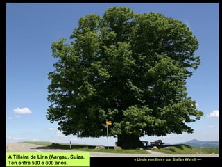 « Linde von linn » par Stefan Wernli —   
A Tilleira de Linn (Aargau, Suíza.
Ten entre 500 e 600 anos.
 