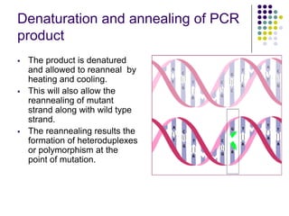 Denaturation and annealing of PCR
product
 The product is denatured
and allowed to reanneal by
heating and cooling.
 This will also allow the
reannealing of mutant
strand along with wild type
strand.
 The reannealing results the
formation of heteroduplexes
or polymorphism at the
point of mutation.
 