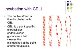 Incubation with CELI
 The double strand is
then incubated with
CELI
 CELI is a plant specific
extracellular
endonuclease
glycoprotein that
cleaves the
mismatches at the point
of heteroduplexes.
 