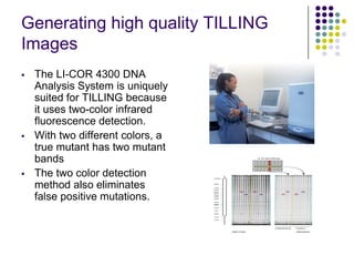 Generating high quality TILLING
Images
 The LI-COR 4300 DNA
Analysis System is uniquely
suited for TILLING because
it uses two-color infrared
fluorescence detection.
 With two different colors, a
true mutant has two mutant
bands
 The two color detection
method also eliminates
false positive mutations.
 