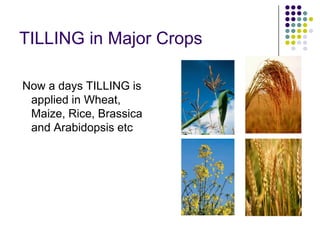 TILLING in Major Crops
Now a days TILLING is
applied in Wheat,
Maize, Rice, Brassica
and Arabidopsis etc
 