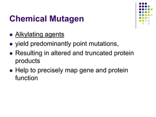 Chemical Mutagen
 Alkylating agents
 yield predominantly point mutations,
 Resulting in altered and truncated protein
products
 Help to precisely map gene and protein
function
 