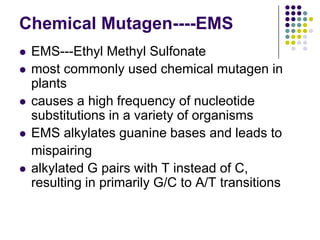 Chemical Mutagen----EMS
 EMS---Ethyl Methyl Sulfonate
 most commonly used chemical mutagen in
plants
 causes a high frequency of nucleotide
substitutions in a variety of organisms
 EMS alkylates guanine bases and leads to
mispairing
 alkylated G pairs with T instead of C,
resulting in primarily G/C to A/T transitions
 