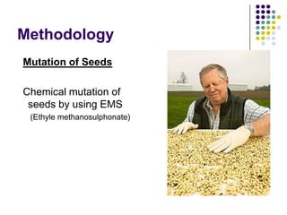 Methodology
Mutation of Seeds
Chemical mutation of
seeds by using EMS
(Ethyle methanosulphonate)
 