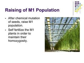 Raising of M1 Population
 After chemical mutation
of seeds, raise M1
population.
 Self fertilize the M1
plants in order to
maintain their
homozygosity.
 