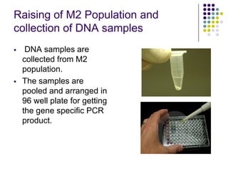 Raising of M2 Population and
collection of DNA samples
 DNA samples are
collected from M2
population.
 The samples are
pooled and arranged in
96 well plate for getting
the gene specific PCR
product.
 
