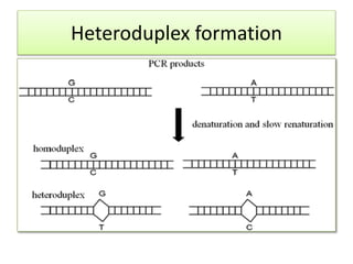Heteroduplex formation
 