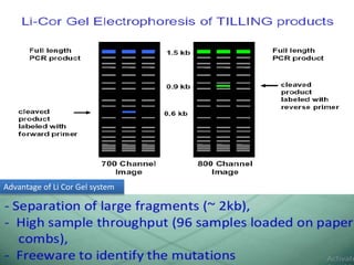 Advantage of Li Cor Gel system
 
