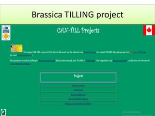 Brassica TILLING project
 