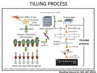 TILLING PROCESS
 