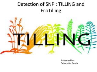 Detection of SNP : TILLING and
EcoTilling
Presented by :
Debadatta Panda
 