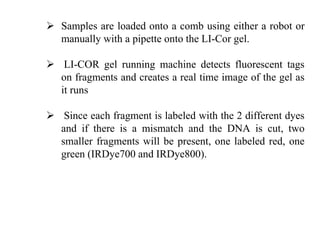  Samples are loaded onto a comb using either a robot or
manually with a pipette onto the LI-Cor gel.
 LI-COR gel running machine detects fluorescent tags
on fragments and creates a real time image of the gel as
it runs
 Since each fragment is labeled with the 2 different dyes
and if there is a mismatch and the DNA is cut, two
smaller fragments will be present, one labeled red, one
green (IRDye700 and IRDye800).
 