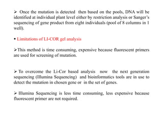  Once the mutation is detected then based on the pools, DNA will be
identified at individual plant level either by restriction analysis or Sanger’s
sequencing of gene product from eight individuals (pool of 8 columns in 1
well).
 Limitations of LI-COR gel analysis
This method is time consuming, expensive because fluorescent primers
are used for screening of mutation.
 To overcome the Li-Cor based analysis now the next generation
sequencing (Illumina Sequencing) and bioinformatics tools are in use to
detect the mutation in chosen gene or in the set of genes.
 Illumina Sequencing is less time consuming, less expensive because
fluorescent primer are not required.
 