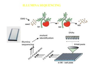 ILLUMINA SEQUENCING
 