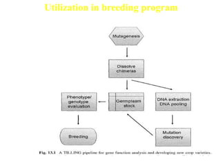 Utilization in breeding program
 