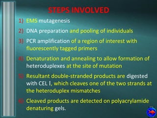STEPS INVOLVED
1) EMS mutagenesis
2) DNA preparation and pooling of individuals
3) PCR amplification of a region of interest with
fluorescently tagged primers
4) Denaturation and annealing to allow formation of
heteroduplexes at the site of mutation
5) Resultant double-stranded products are digested
with CEL I, which cleaves one of the two strands at
the heteroduplex mismatches
6) Cleaved products are detected on polyacrylamide
denaturing gels.
 