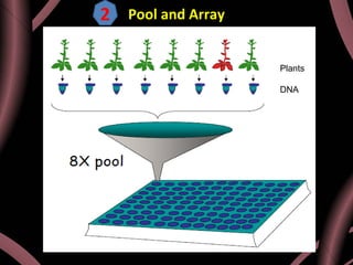 Pool and Array
Plants
DNA
2
 